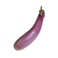 450419 (Chinese Eggplant)