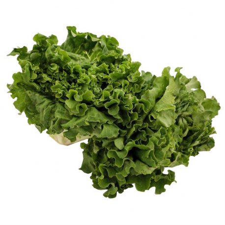 450805 (Green Leaf Lettuce)